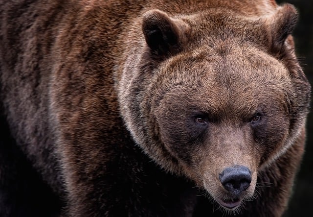 Fatal Bear Attack in the Carpathians: Debate on Wildlife Management Ignites